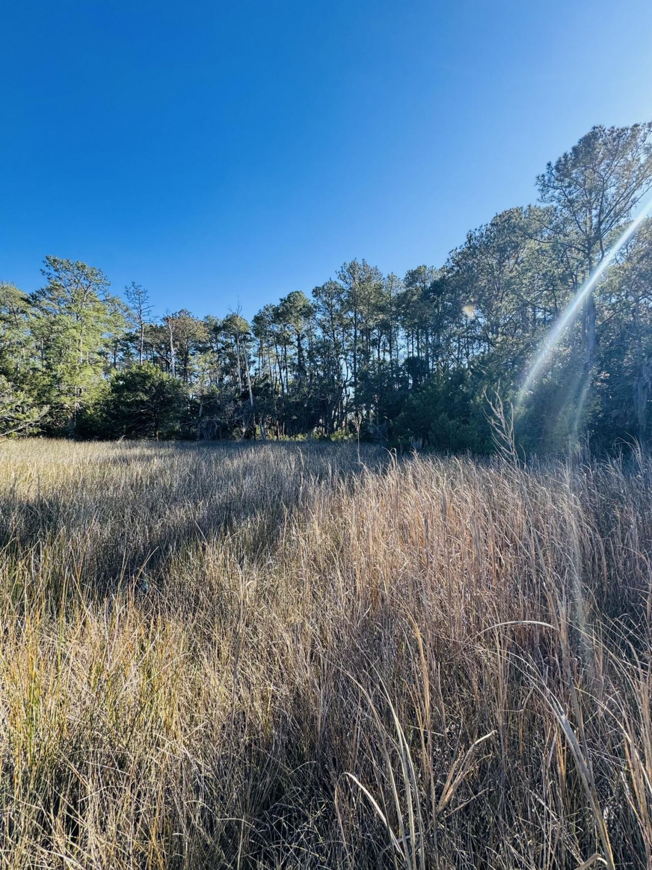 0 Rosa Scott Road Photo 10