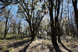 0 Rosa Scott Road photo 4