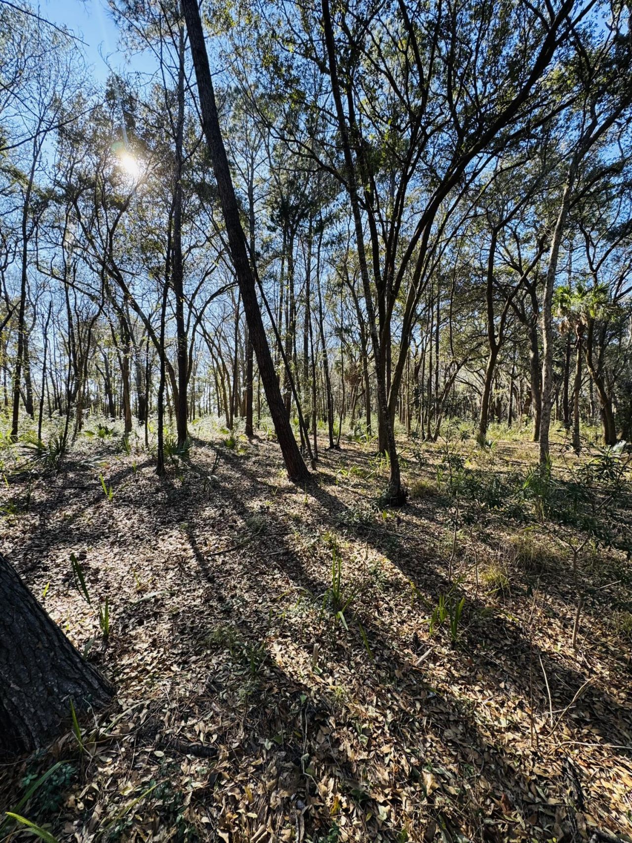 0 Rosa Scott Road Photo 4