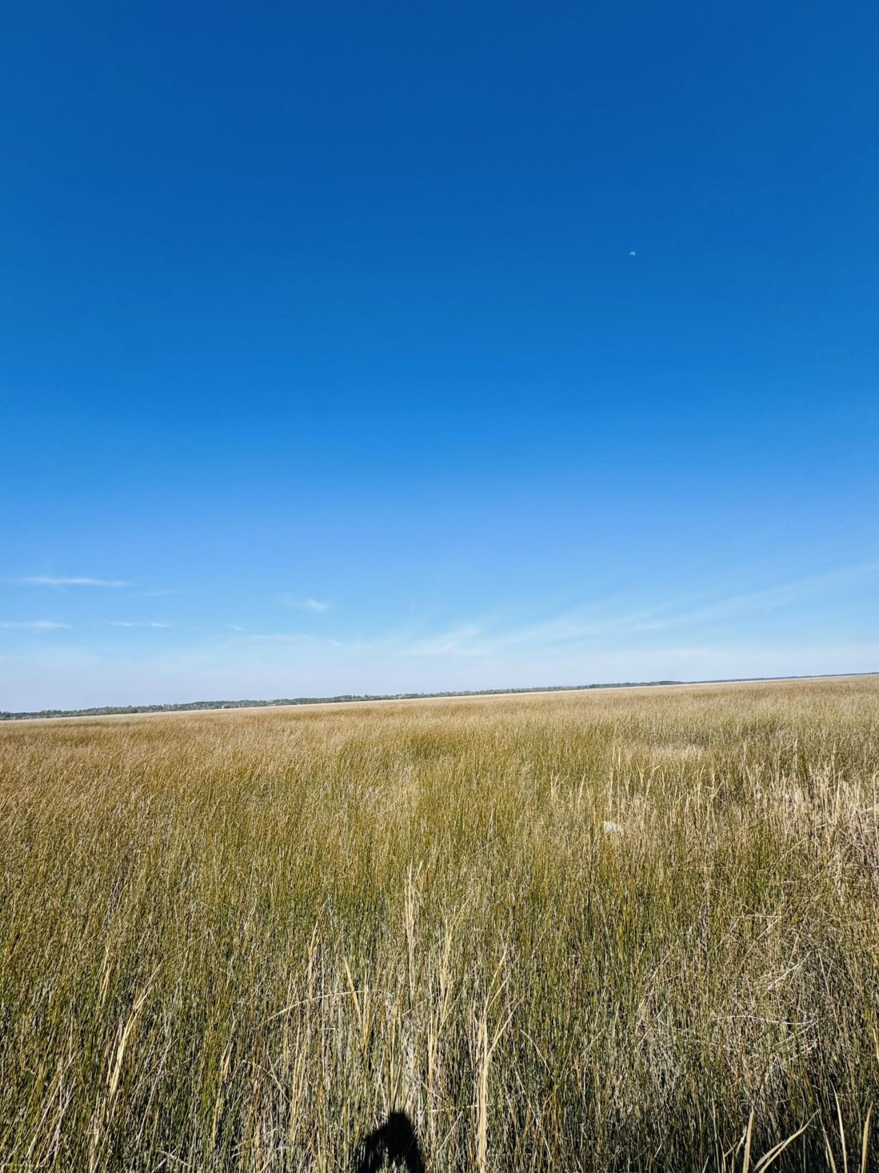 0 Rosa Scott Road Photo 7