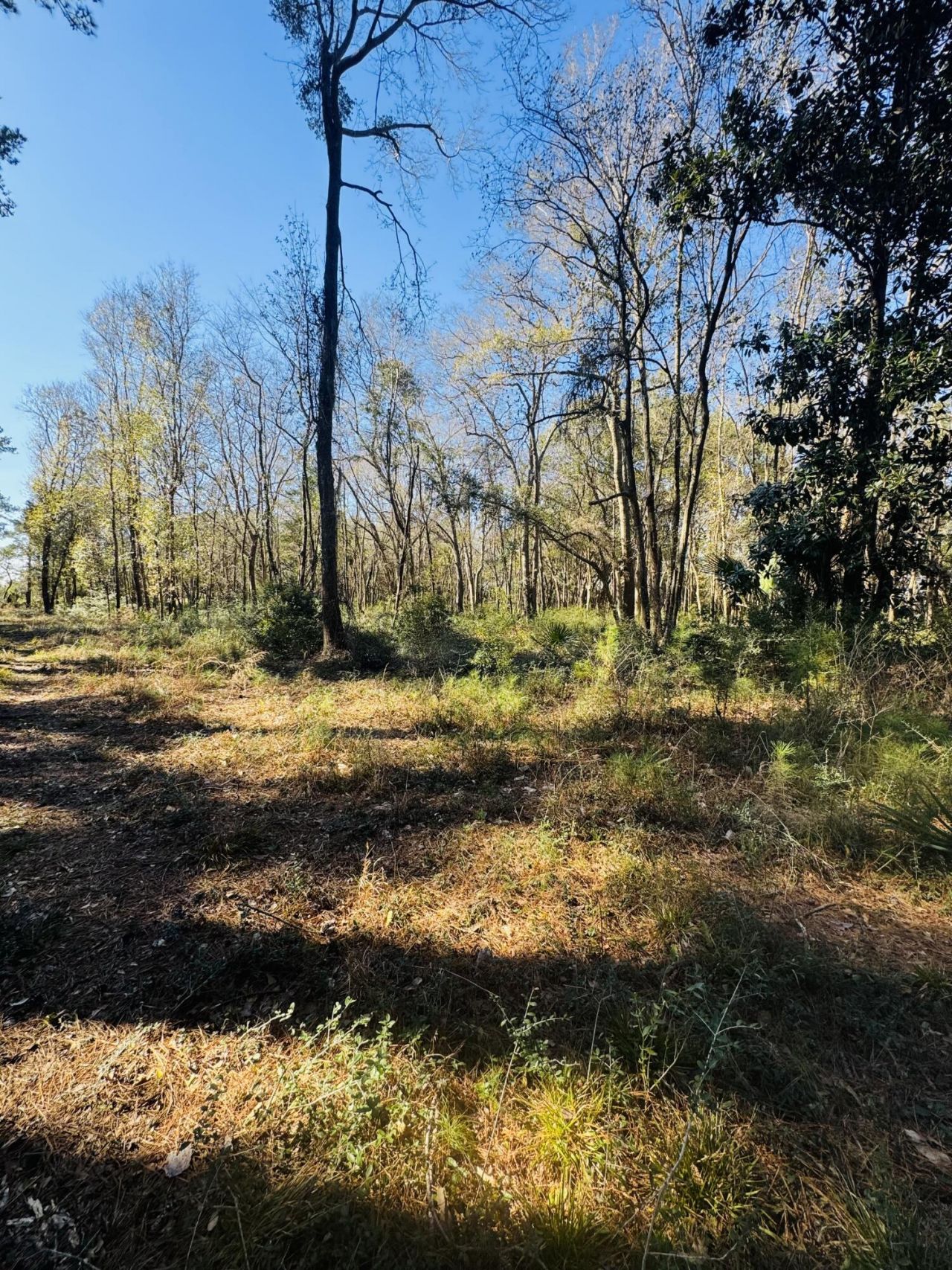 00 Rosa Scott Road Photo 11