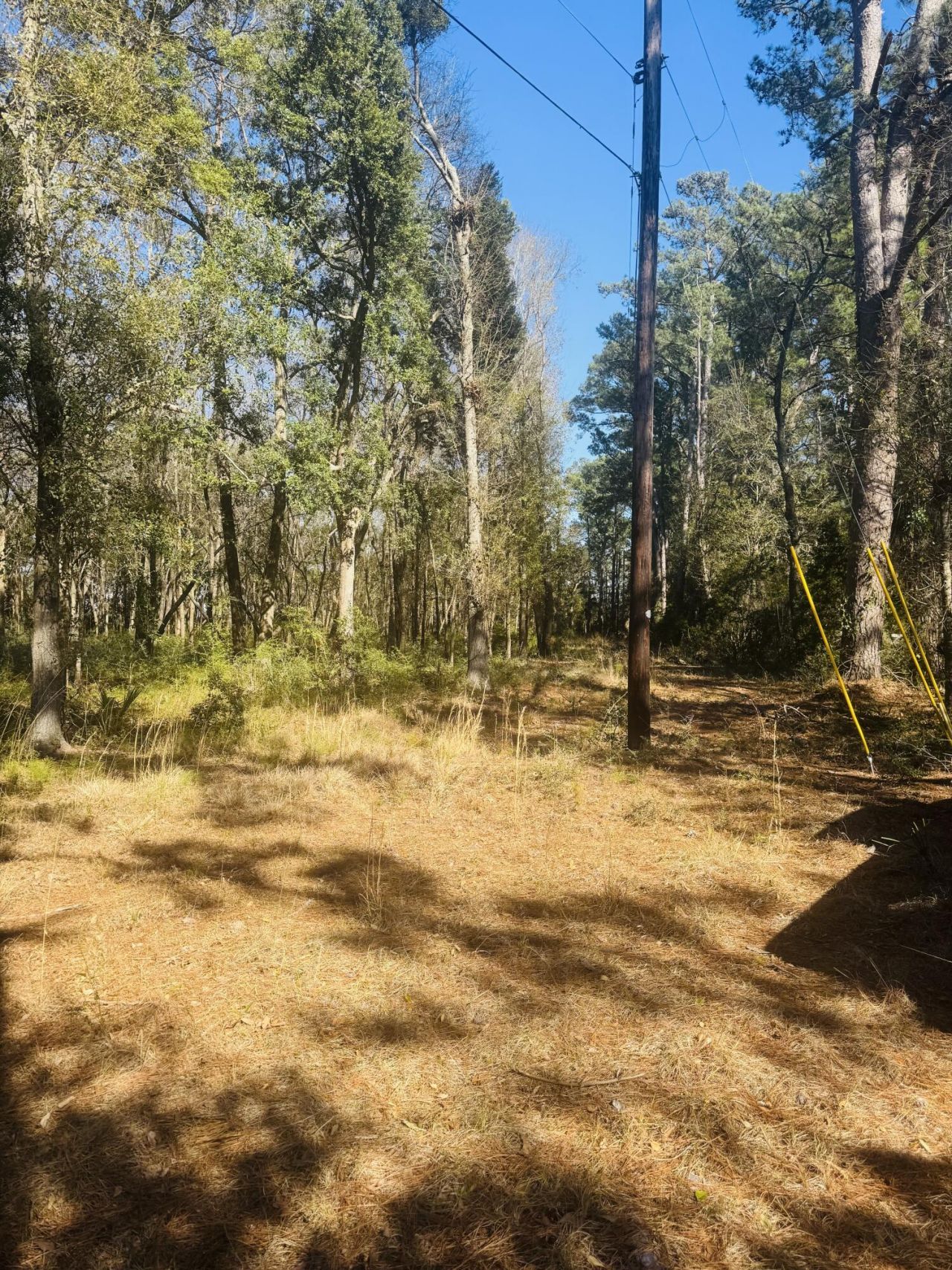 00 Rosa Scott Road Photo 13