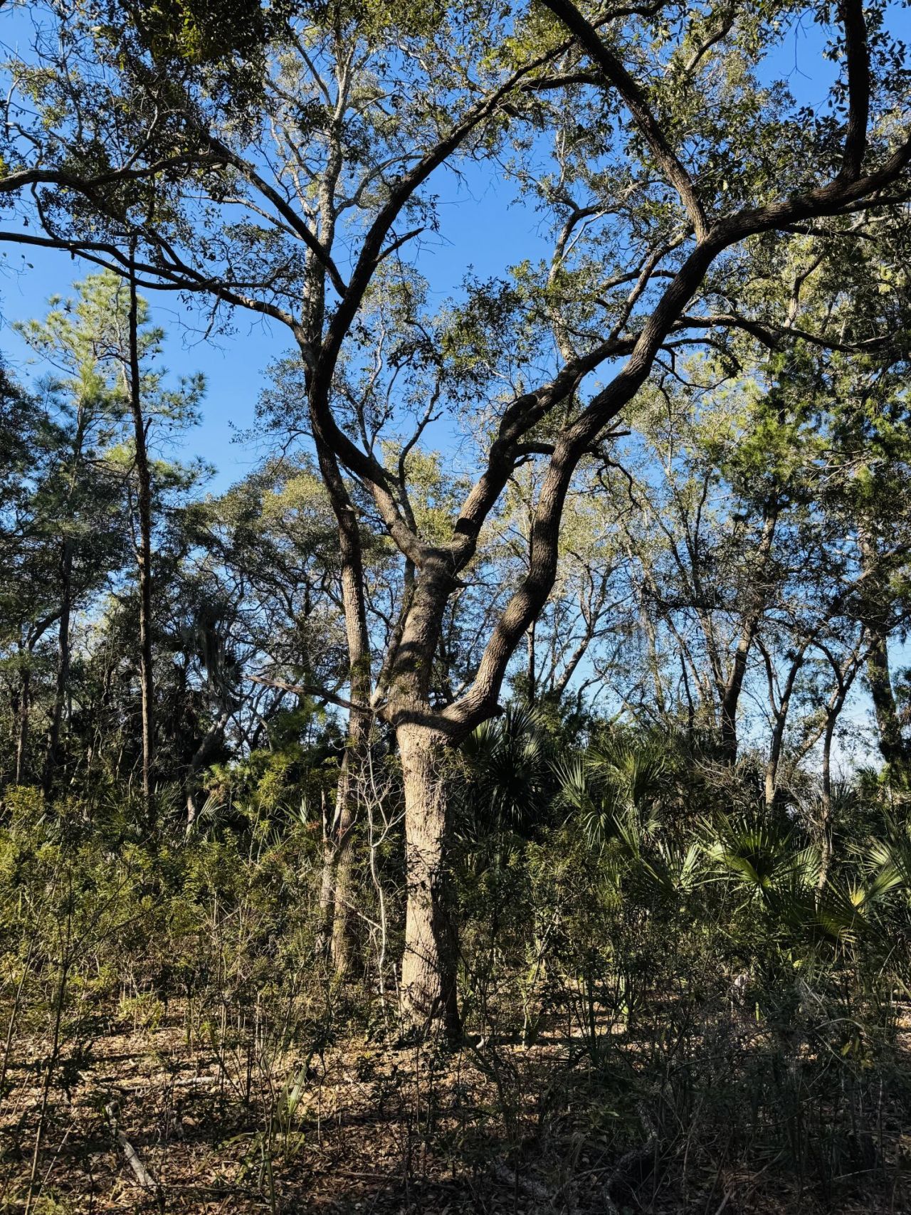 00 Rosa Scott Road Photo 15