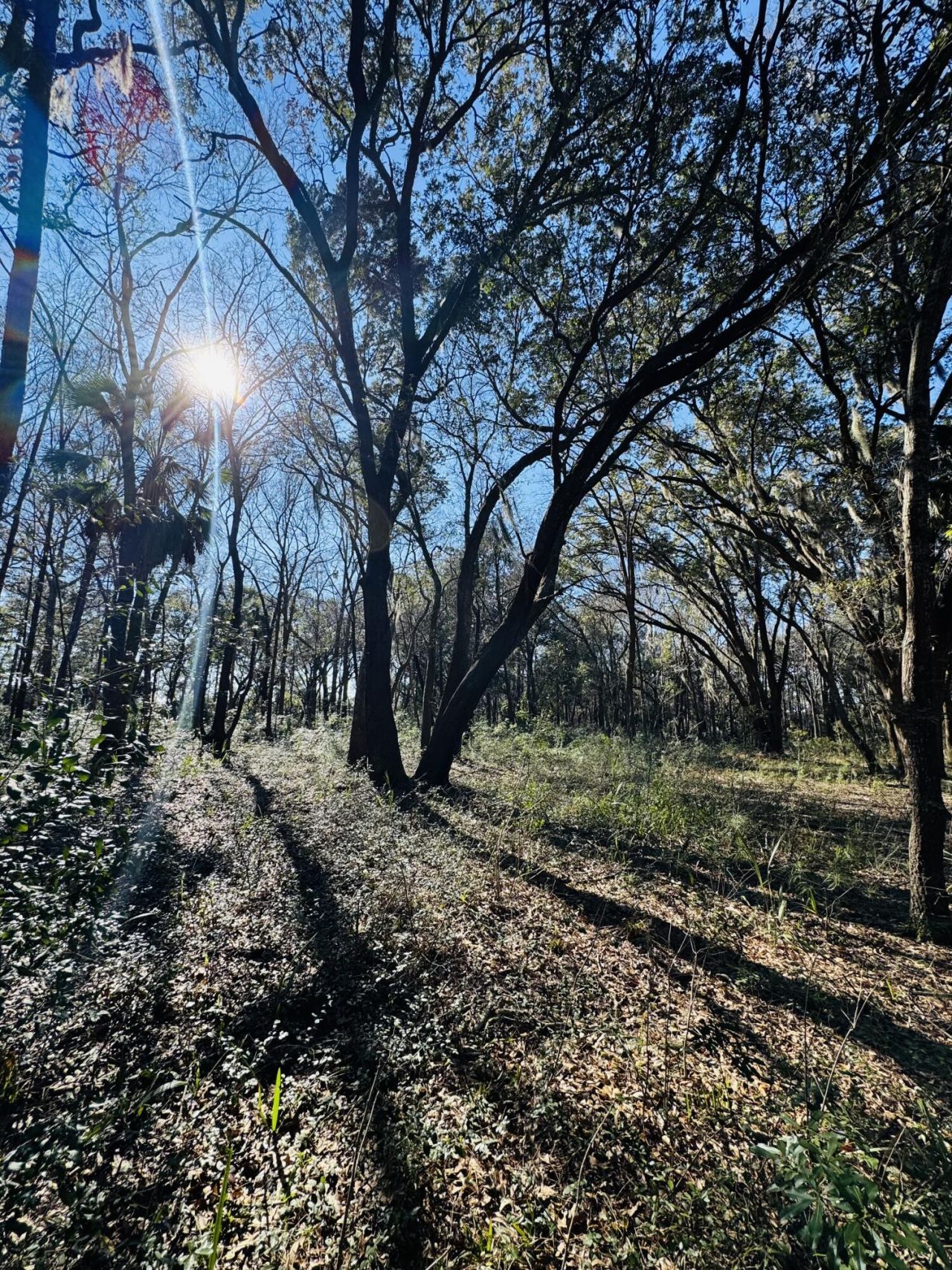 00 Rosa Scott Road Photo 16