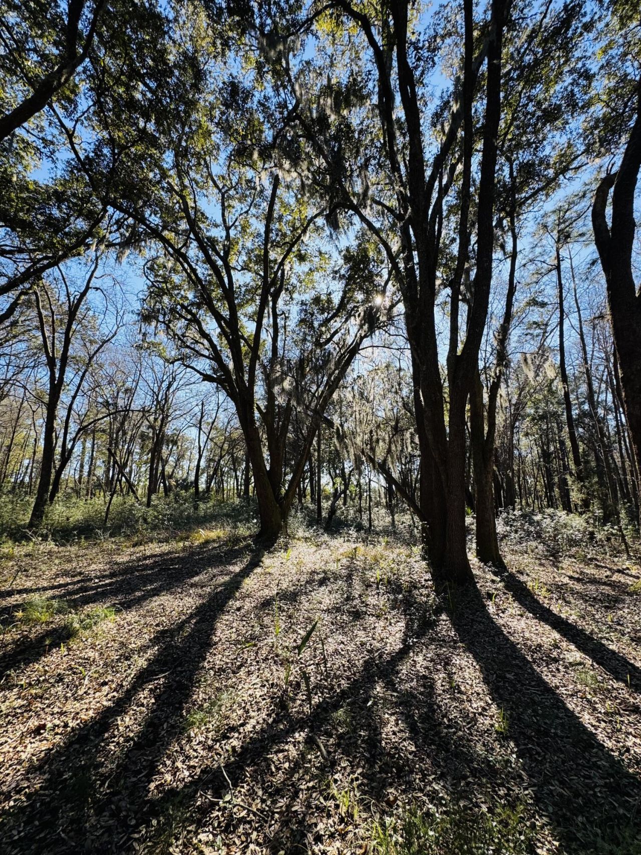 00 Rosa Scott Road Photo 18