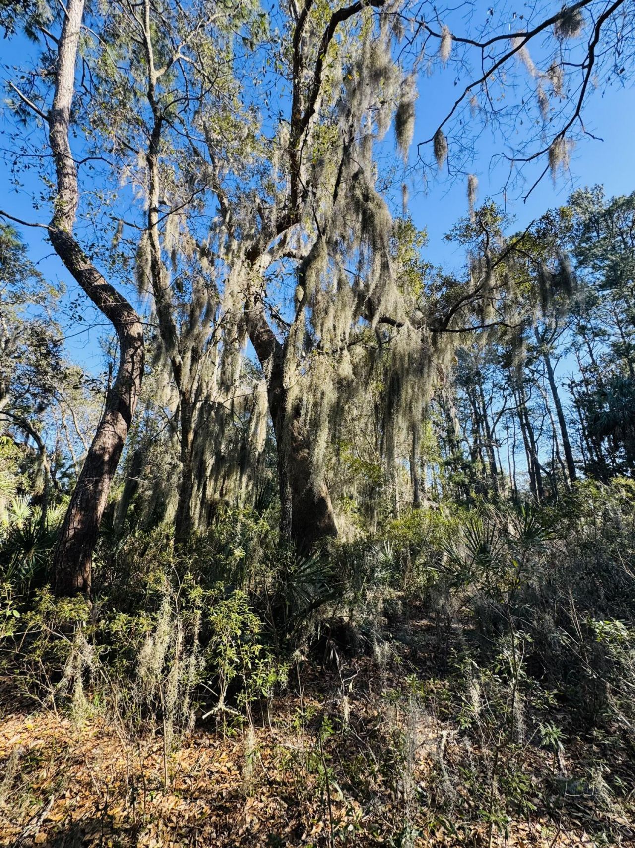 00 Rosa Scott Road Photo 4