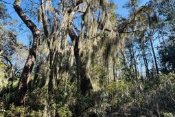 00 Rosa Scott Road photo 4