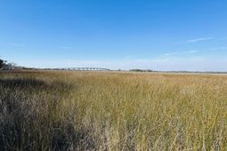 00 Rosa Scott Road photo 4