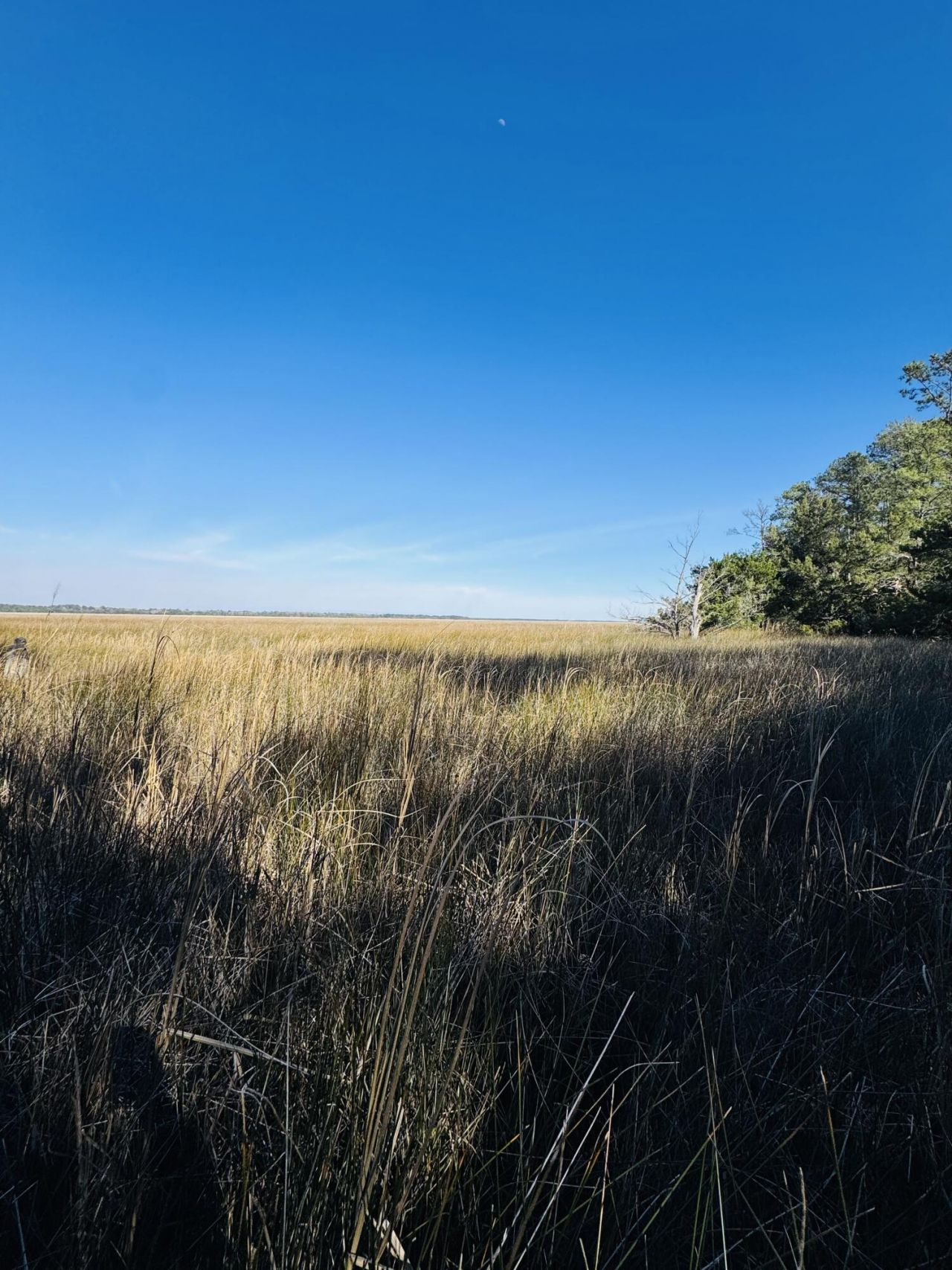 00 Rosa Scott Road Photo 9