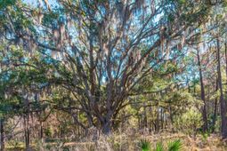 0 King Rail Lane photo 4