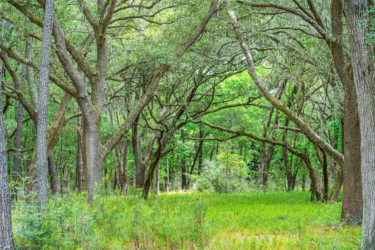 0 King Rail Lane Photo 40