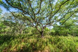 0 King Rail Lane photo 4