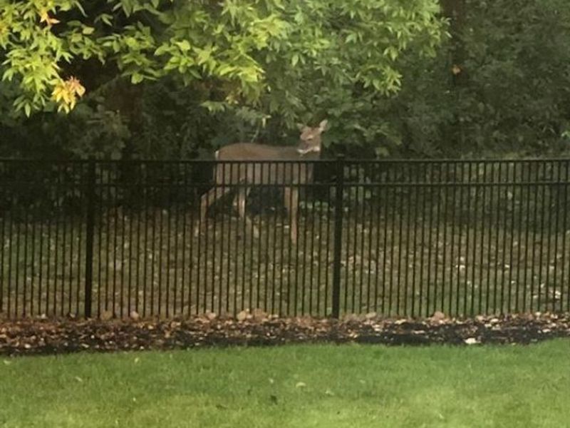 6677 Via Florenza Drive , Galena, OH 43021 Photo 89