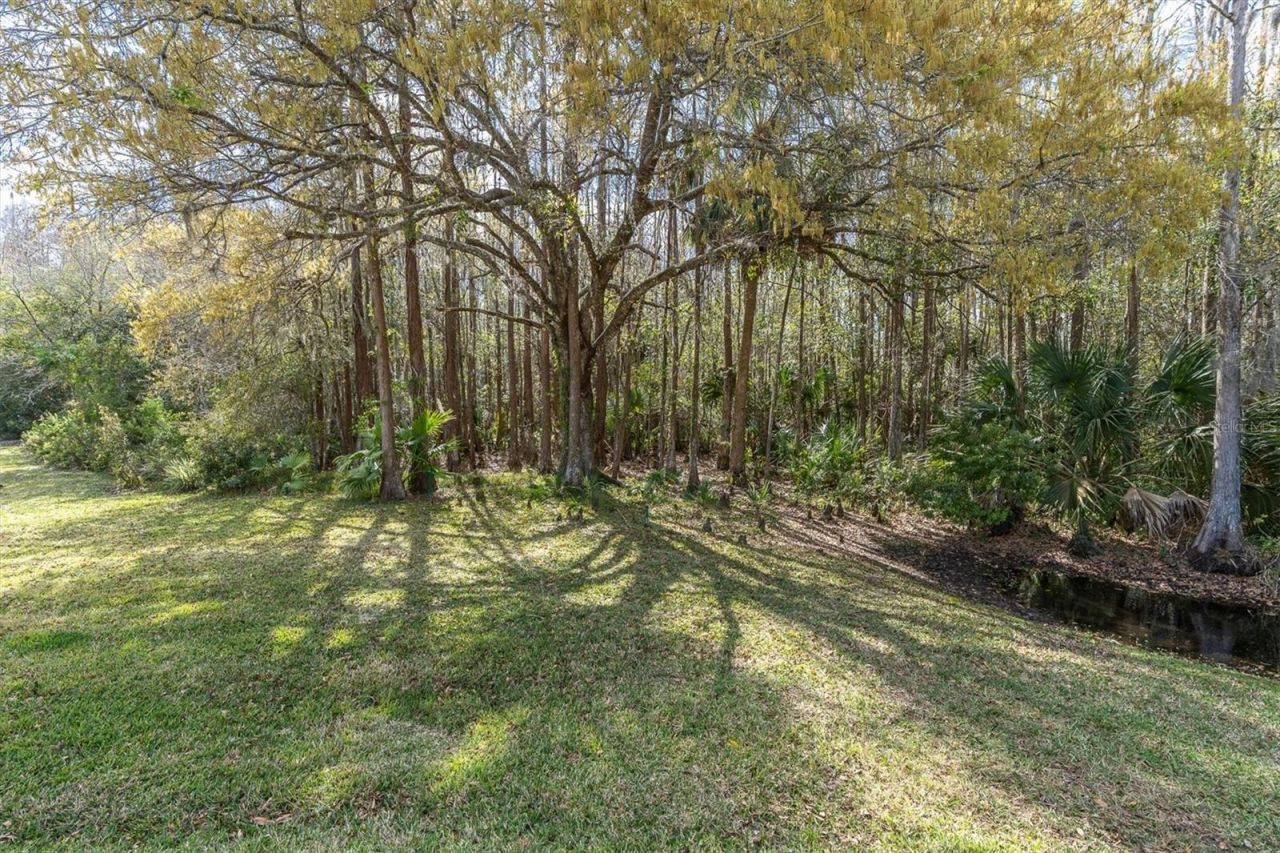 1105 Arlinbrook Drive, Trinity, FL 34655 Photo