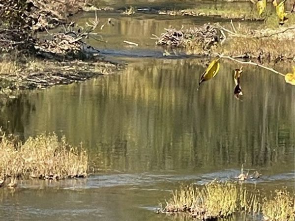 TBD Highway 103 , Green Forest, AR 72638