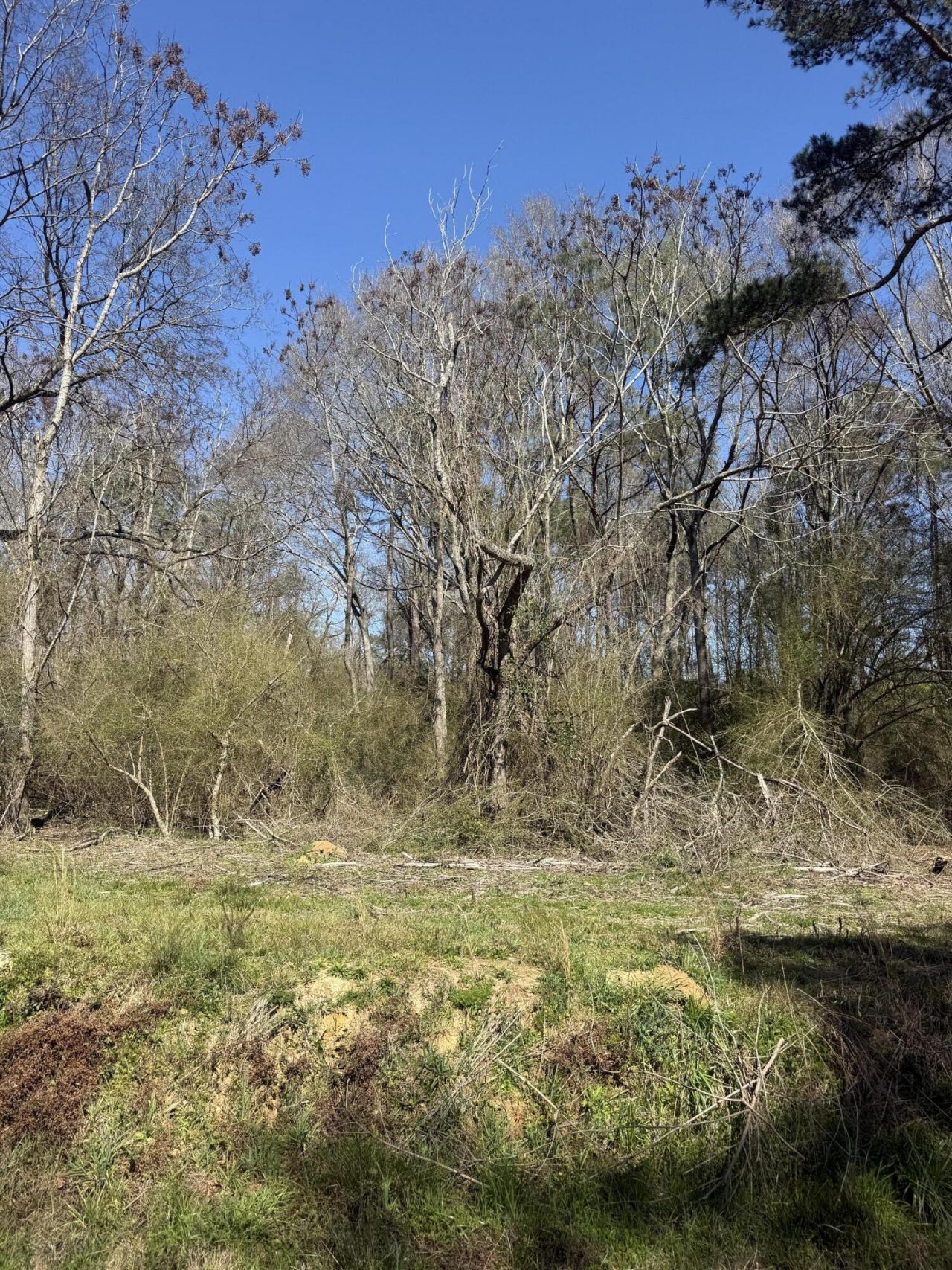 4.6 Ac Morgantown Rd., Foxworth, MS 39483 Main Photo