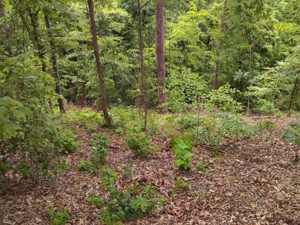 2019 Cluster Oak Way, Sevierville, TN 37876