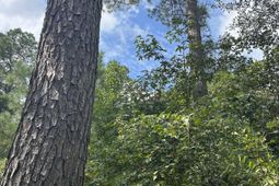 8200 Salem Road  photo 4