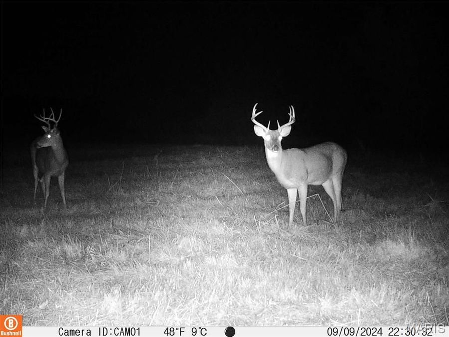 Property Image 87