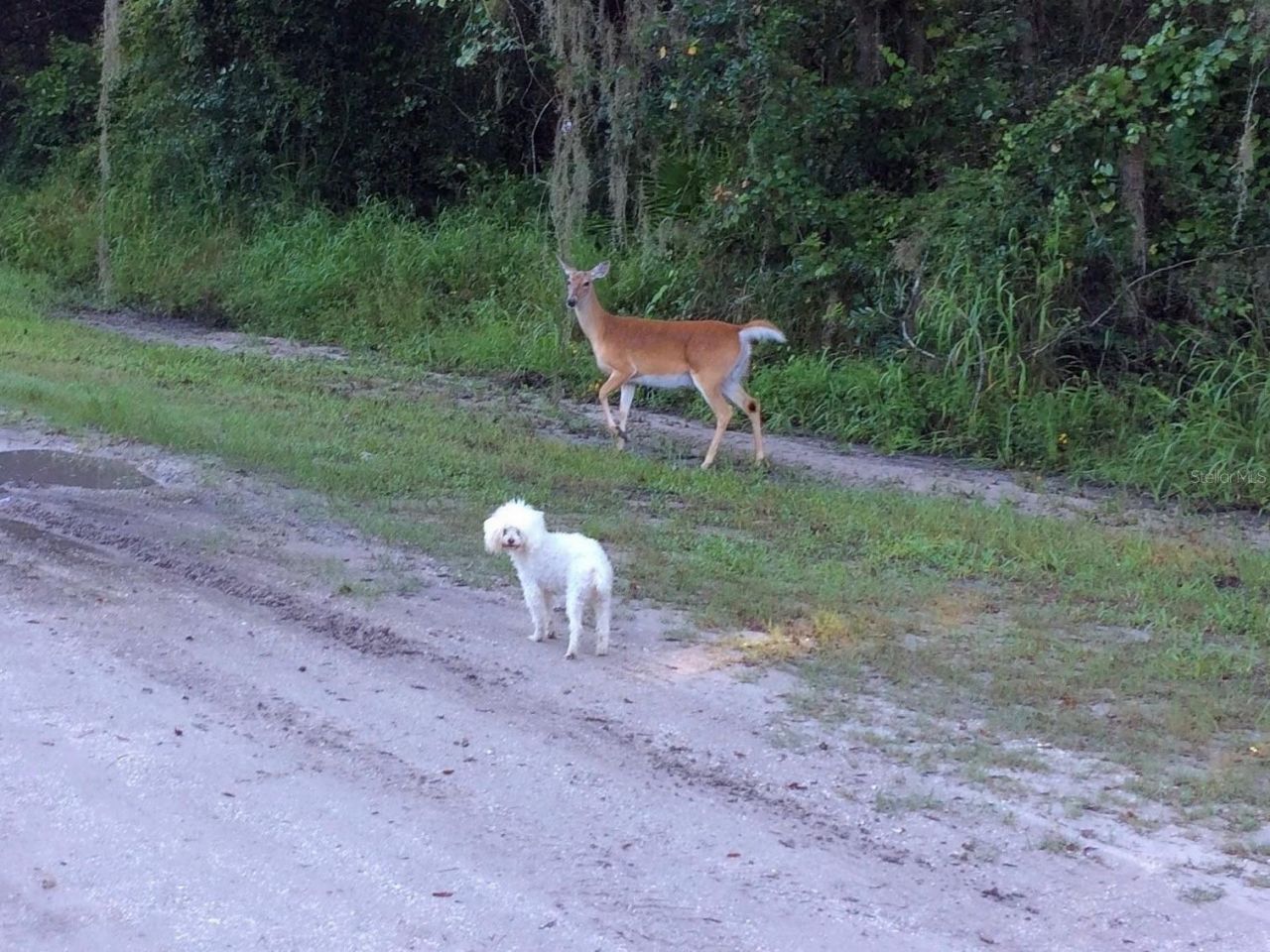 16145 Snow Memorial Highway, Brooksville, FL 34601 Photo