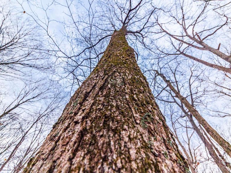 Bear Greenbrier Rd, Seaman, OH 45679 Photo 26