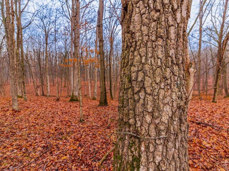 Bear Greenbrier Rd, Seaman, OH 45679 Photo 27