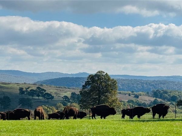 HC 65 Box 232 , Kingston, AR 72742