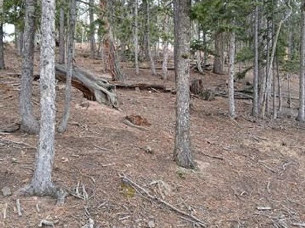 495 Wakanda Trail, Woodland Park, CO 80863