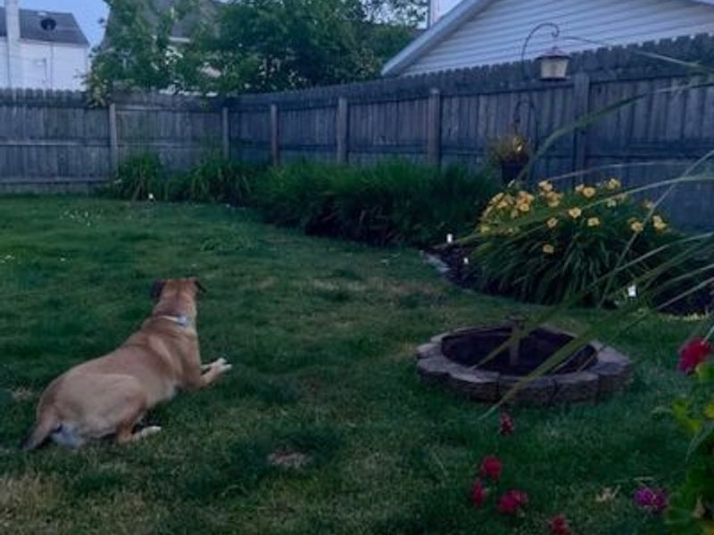 119 Cornell Avenue, Elyria, OH 44035 Photo 5