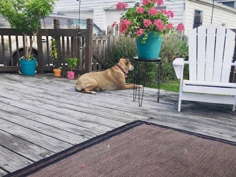 119 Cornell Avenue, Elyria, OH 44035 Photo 7