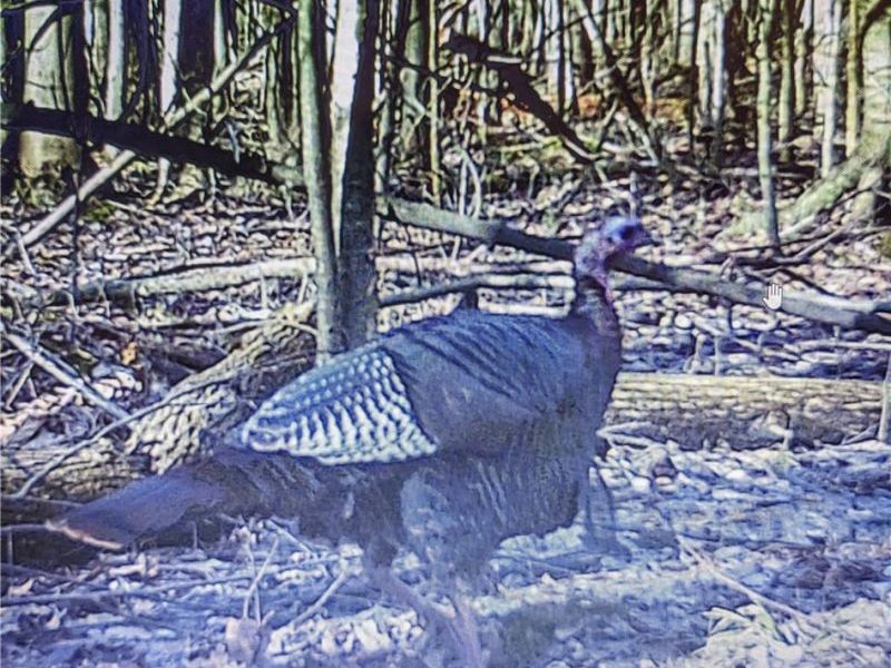 4852 White Road , Rock Creek, OH 44084 Photo 43