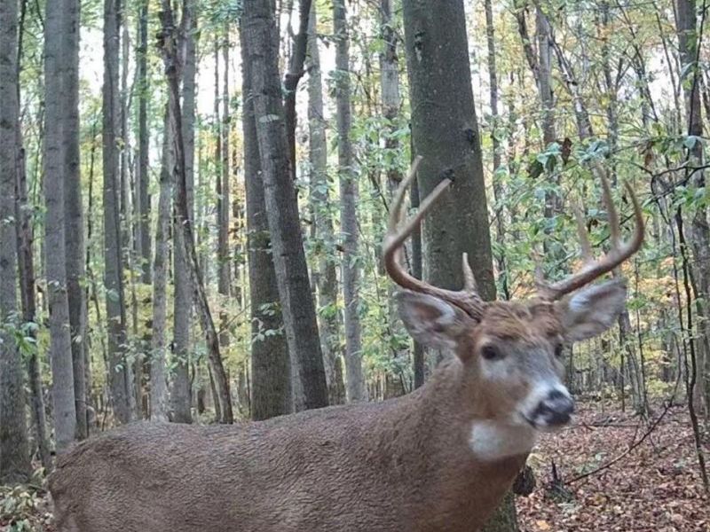 4852 White Road , Rock Creek, OH 44084 Photo 45