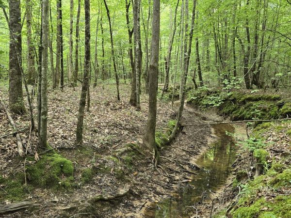 Pearson Road, Stewart, MS 39767