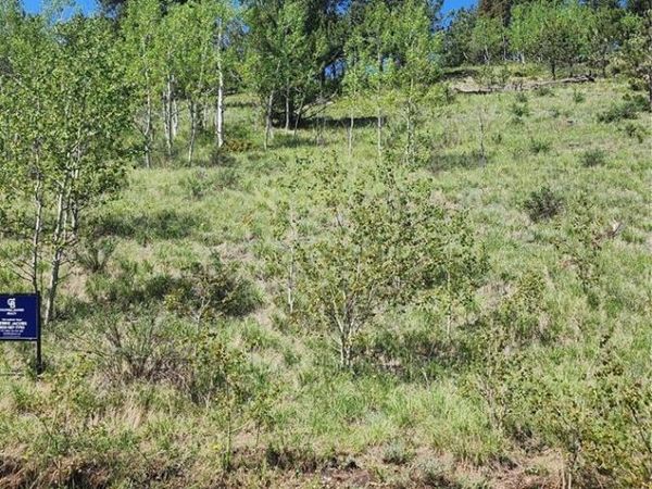 267 Ward Street , Bailey, CO 80421