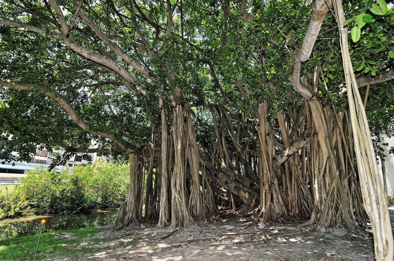 825 Osprey Avenue , Unit 108, Sarasota, FL 34236 Photo