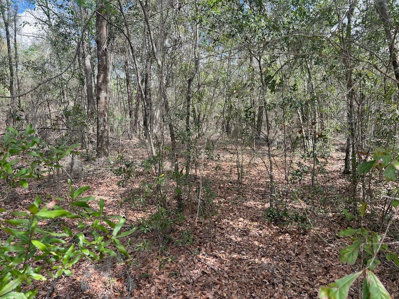 Cr 339 Nw, Trenton, FL 32693 Photo