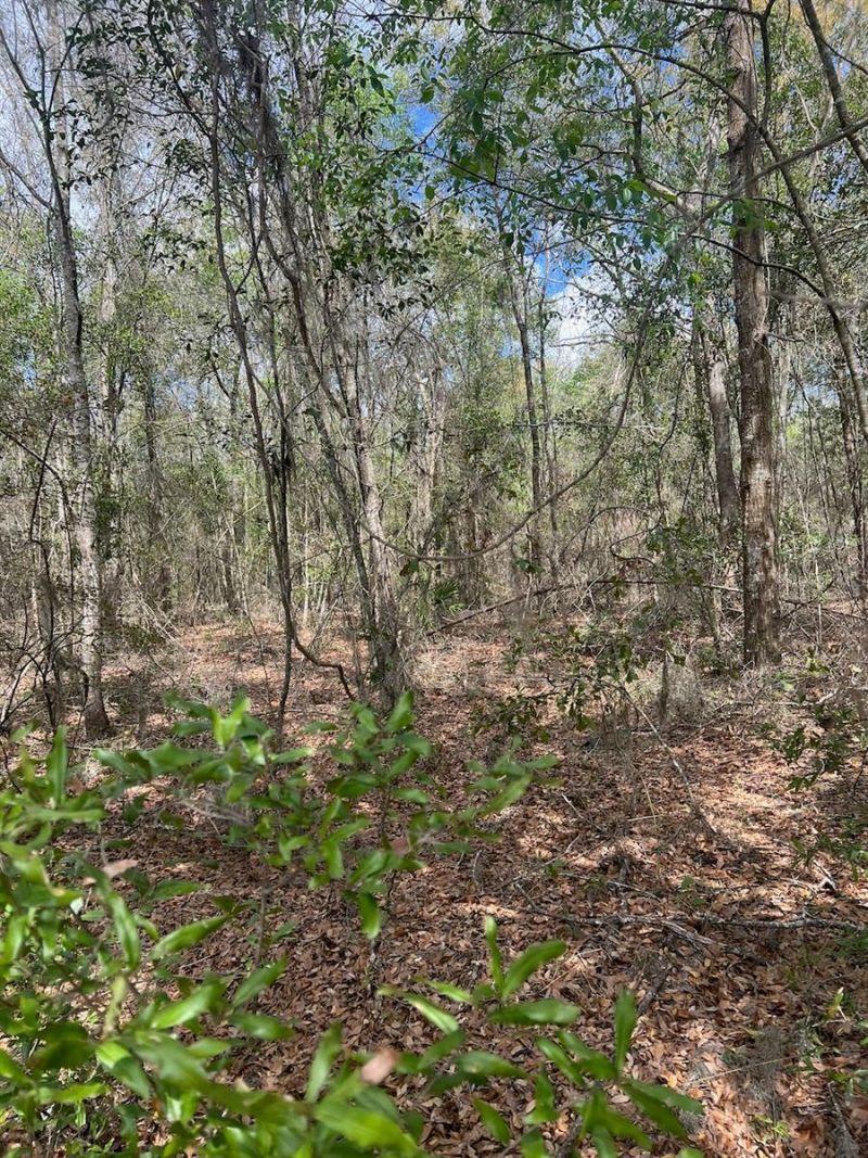 Cr 339 Nw, Trenton, FL 32693 Photo