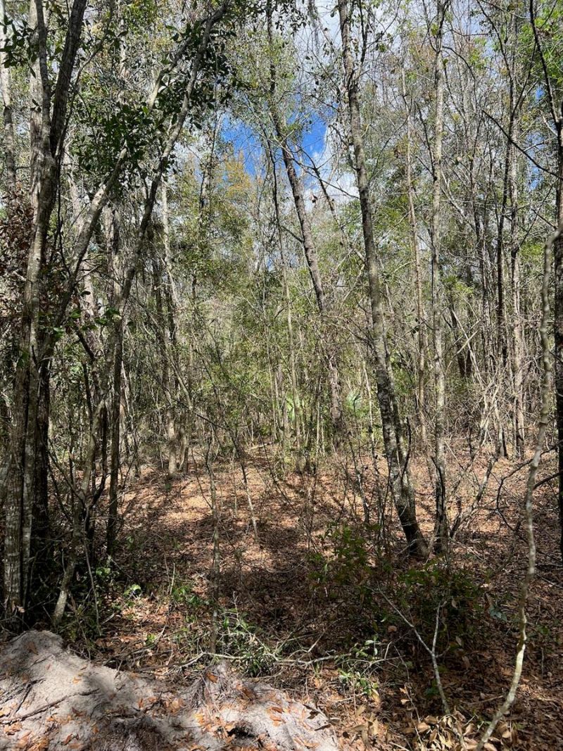 Cr 339 Nw, Trenton, FL 32693 Photo