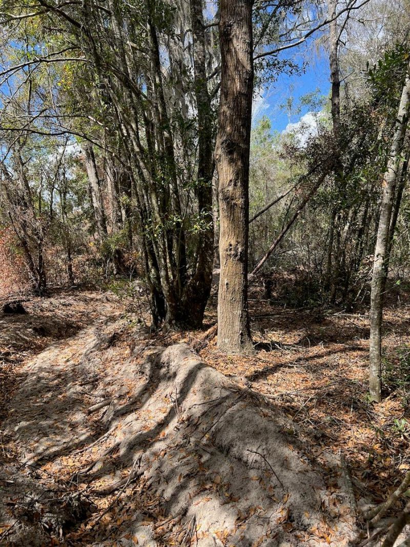 Cr 339 Nw, Trenton, FL 32693 Photo