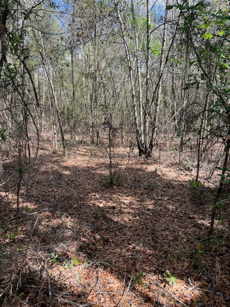 Cr 339 Nw, Trenton, FL 32693 Photo