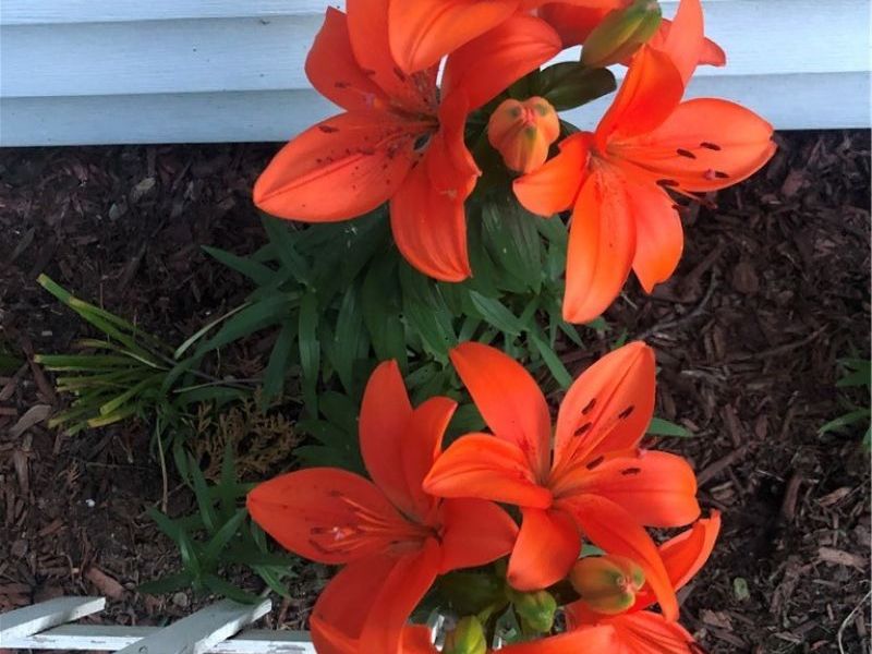 3971 Wooster Road, Fairview Park, OH 44126 Photo 29