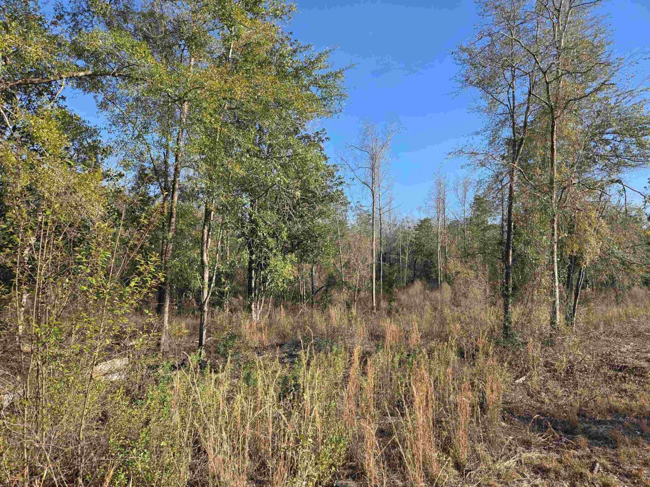 Xxx NE E Sr 20, Hosford, FL 32334 Photo