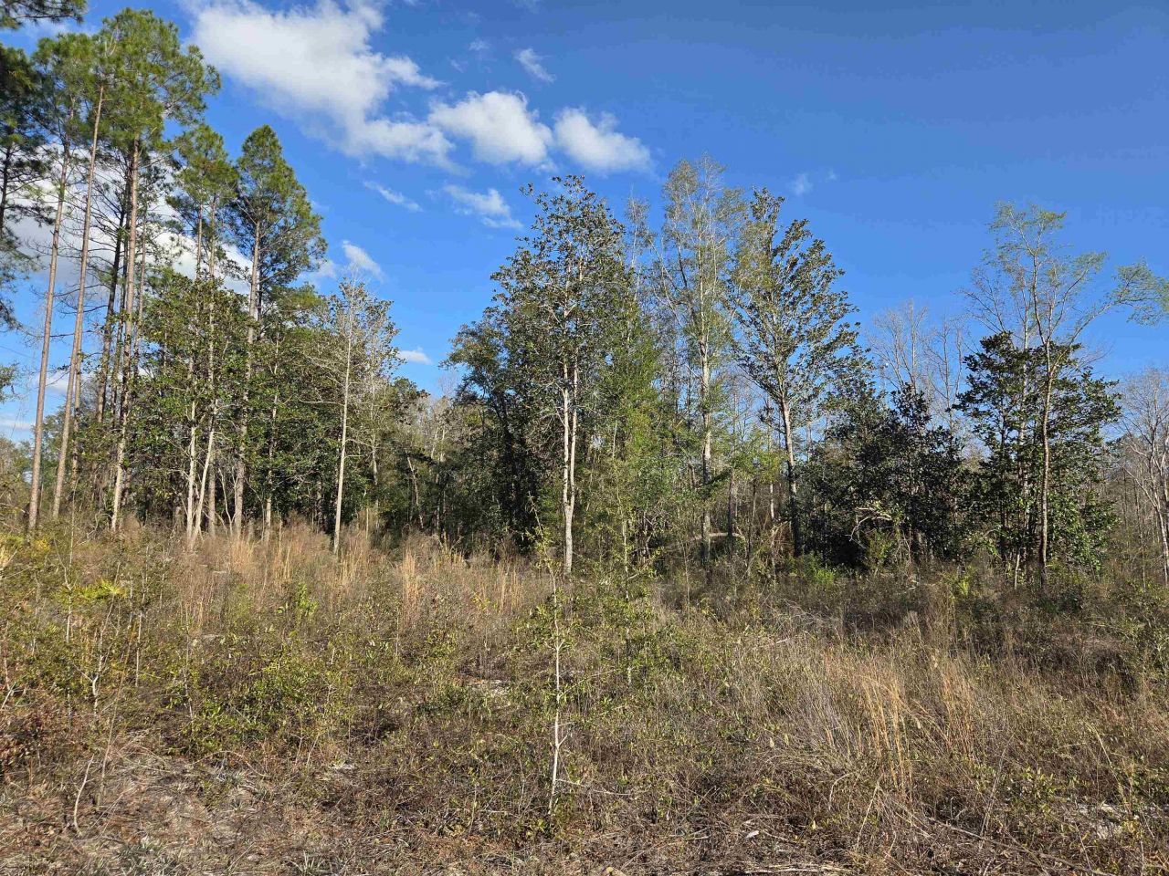 Xxx NE E Sr 20, Hosford, FL 32334 Photo