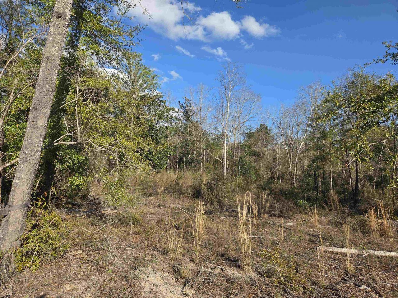 Xxx NE E Sr 20, Hosford, FL 32334 Photo