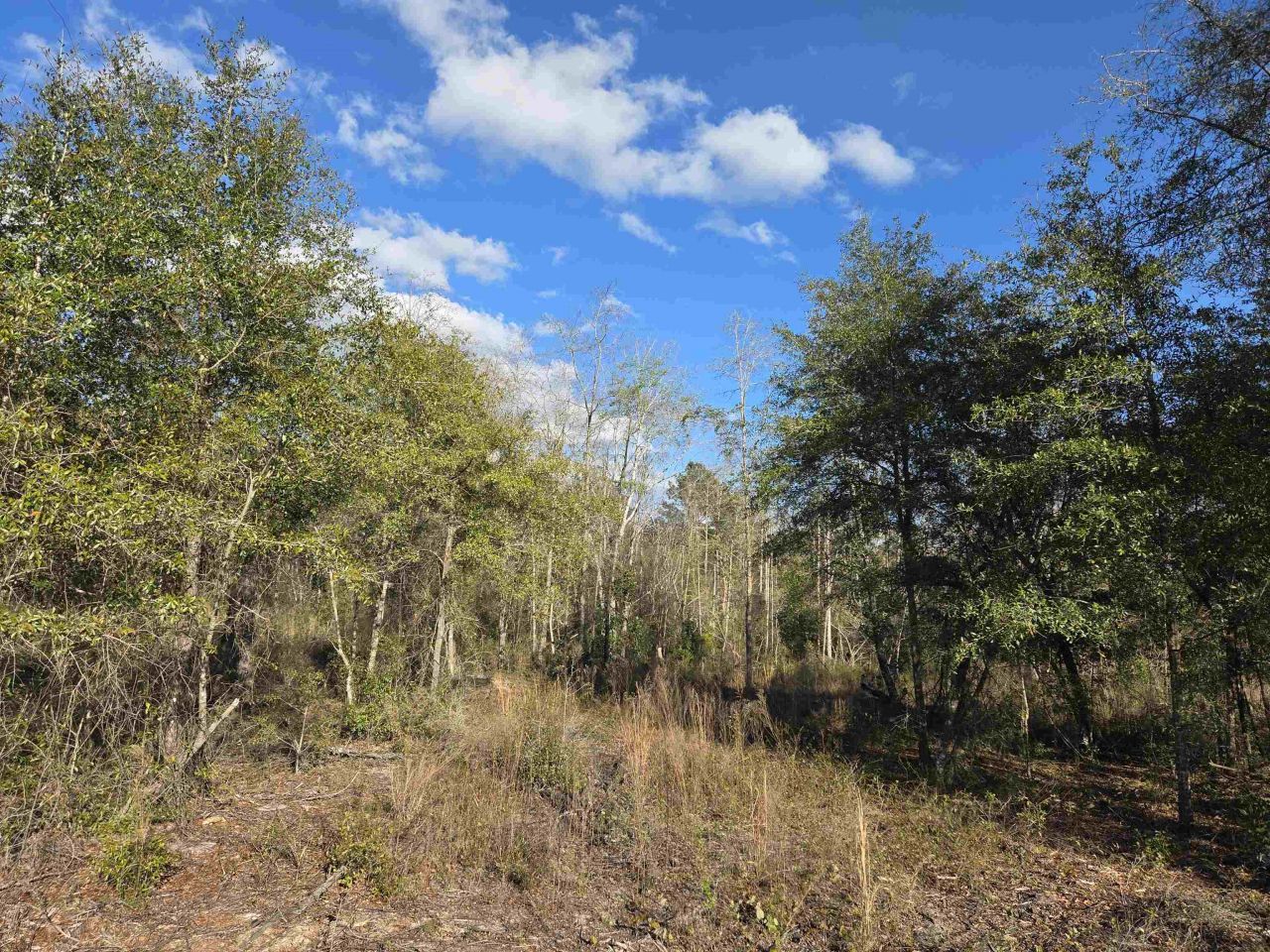 Xxx NE E Sr 20, Hosford, FL 32334 Photo