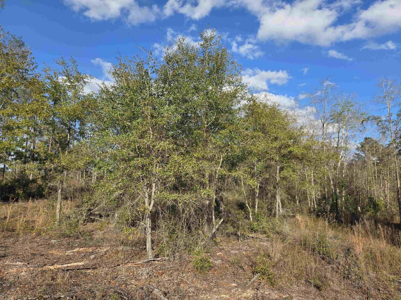 Xxx NE E Sr 20, Hosford, FL 32334 Photo