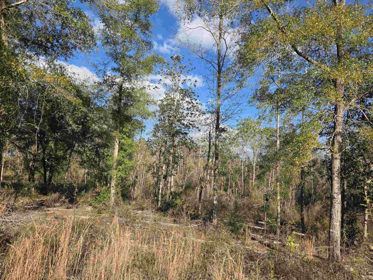Xxx NE E Sr 20, Hosford, FL 32334 Photo