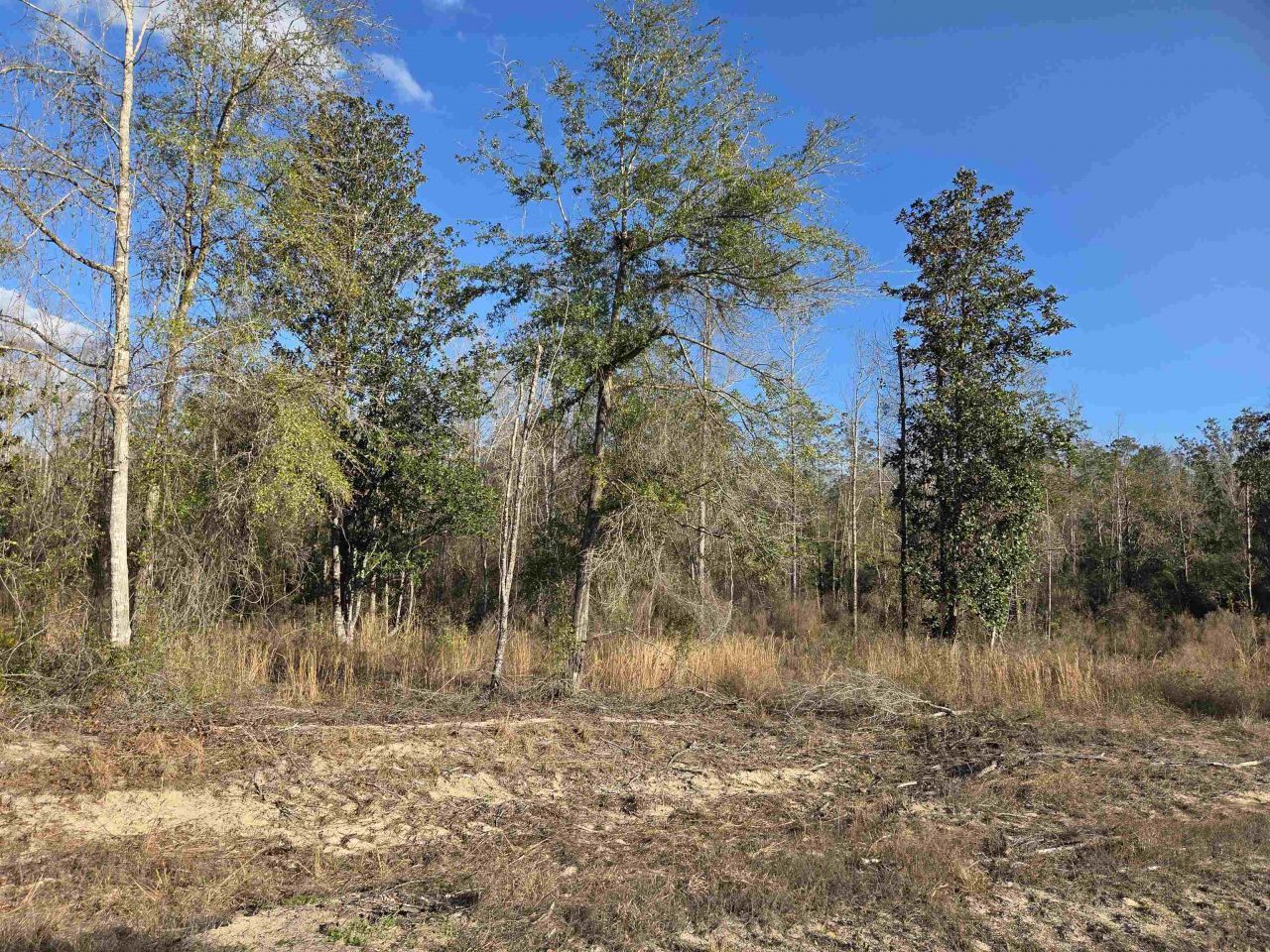 Xxx NE E Sr 20, Hosford, FL 32334 Photo