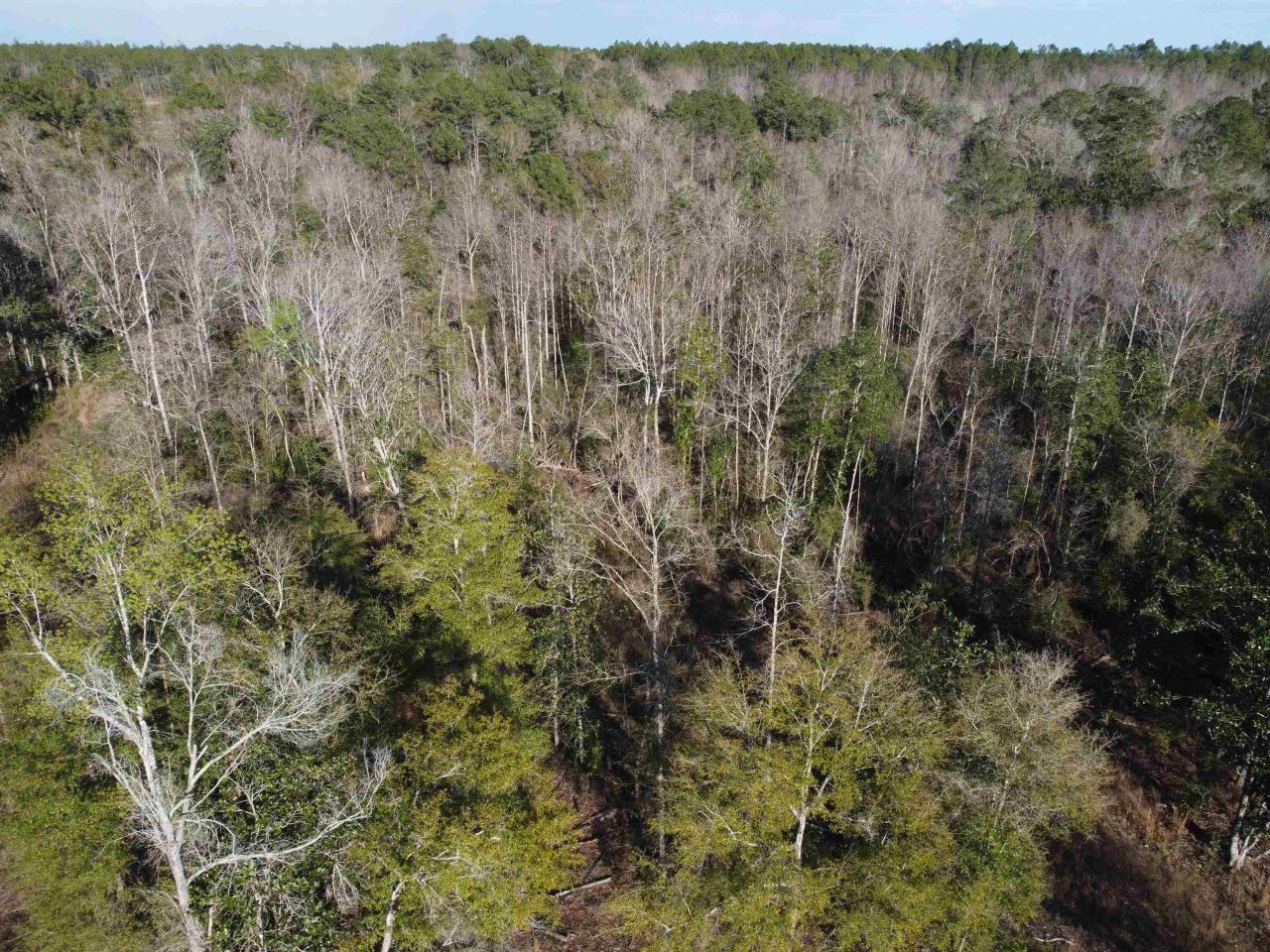 Xxx NE E Sr 20, Hosford, FL 32334 Photo