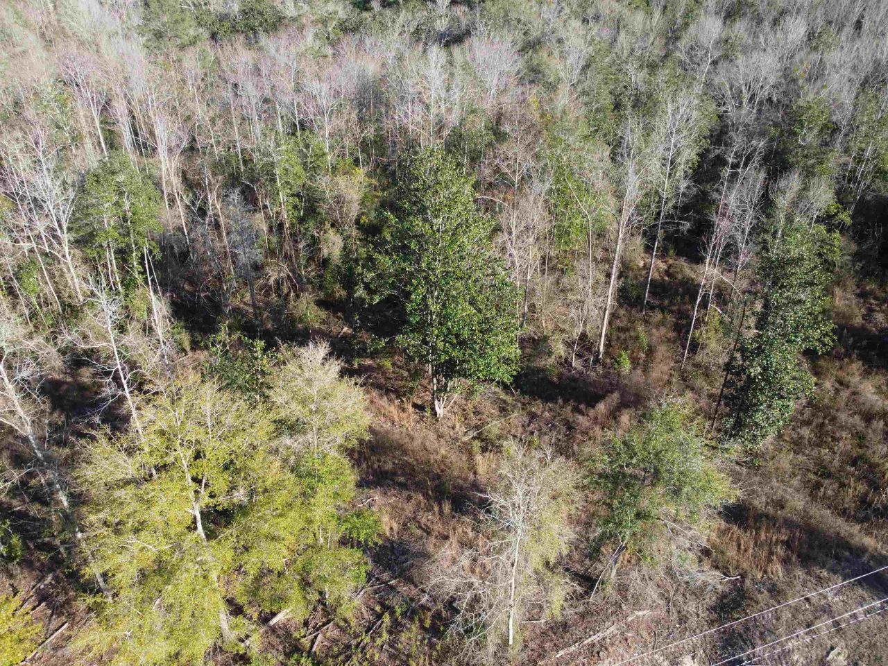 Xxx NE E Sr 20, Hosford, FL 32334 Photo